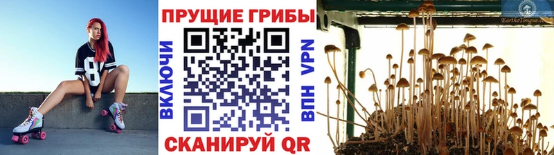 МЕГА ссылка  Краснообск  Псилоцибиновые грибы ЛСД  закладки 